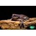 Rana gigante arborícola - Litoria caerulea (Adultos)